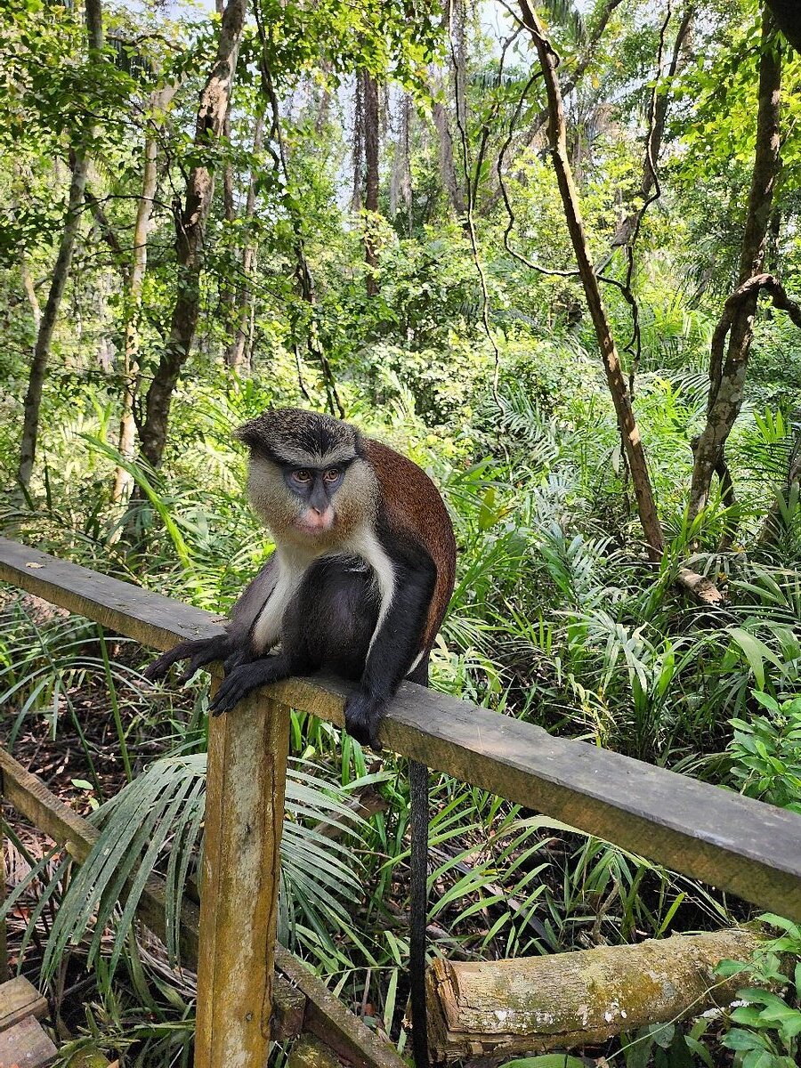 Lekki Conservation Centre: A Comprehensive Guide